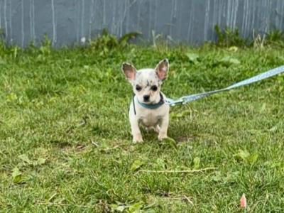 Teacup Smooth Coat Chihuahua puppies in Limerick