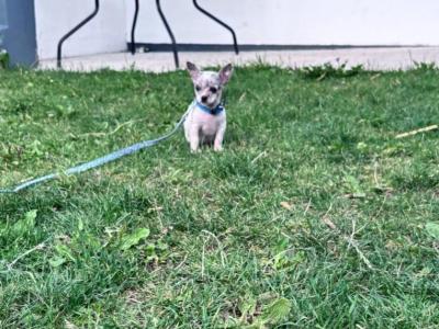 Teacup Smooth Coat Chihuahua puppies in Limerick