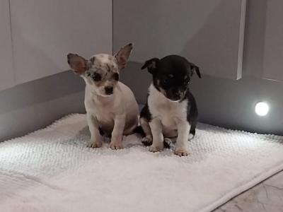 Teacup Smooth Coat Chihuahua puppies in Limerick