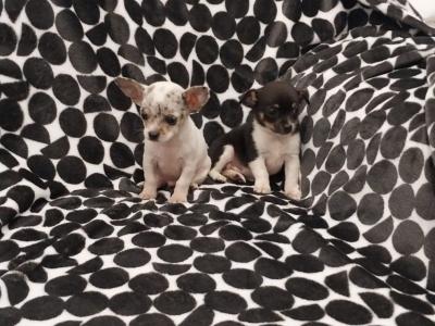 Teacup Smooth Coat Chihuahua puppies in Limerick