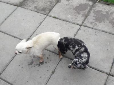 Teacup Smooth Coat Chihuahua puppies in Limerick