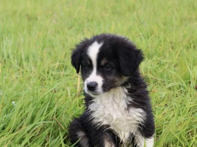 2 male purebred Mini Australian Shepherd puppies - Champion Pedigree Lines- in Antrim
