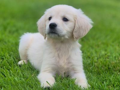 Show Champion IKC Registered Golden Retriever puppies in Limerick
