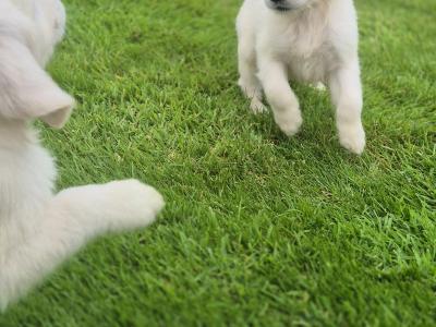 Show Champion IKC Registered Golden Retriever puppies in Limerick