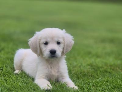Show Champion IKC Registered Golden Retriever puppies in Limerick