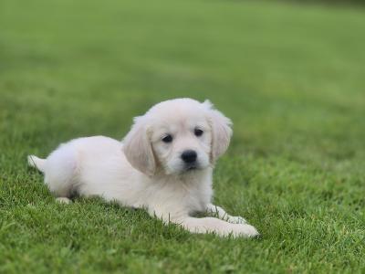 Show Champion IKC Registered Golden Retriever puppies in Limerick