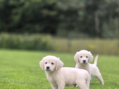 Show Champion IKC Registered Golden Retriever puppies in Limerick