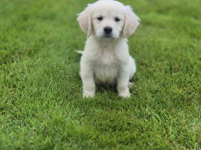 Show Champion IKC Registered Golden Retriever puppies in Limerick