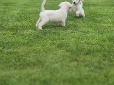 Show Champion IKC Registered Golden Retriever puppies in Limerick