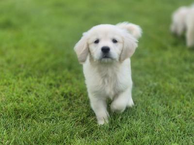 Show Champion IKC Registered Golden Retriever puppies in Limerick