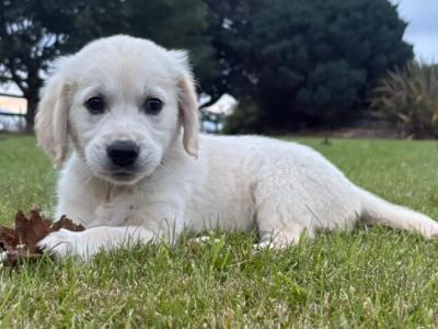 Purebred Golden Retriever puppies in Cork