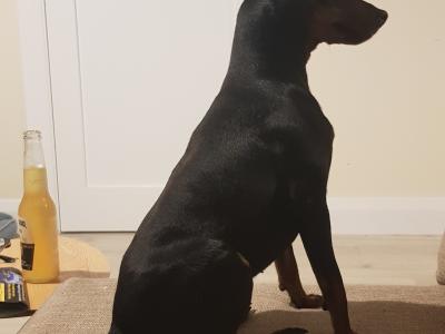 Mini Pinchser for stud in Offaly