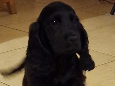1 Cocker Spaniel puppy left and 1 male Great Dane puppy in Galway