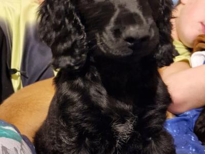 2 Cocker Spaniel puppies and 1 male Great Dane puppy in Galway