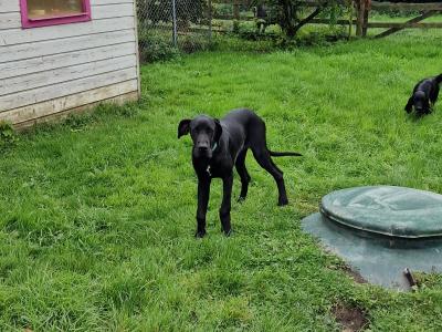 1 Cocker Spaniel puppy left and 1 male Great Dane puppy in Galway