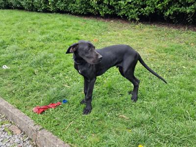 1 Cocker Spaniel puppy left and 1 male Great Dane puppy in Galway