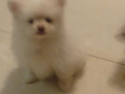 Female Pomeranian dog for sale