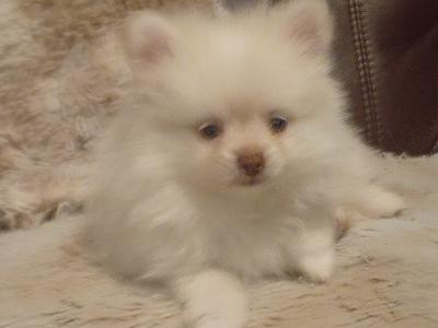 Female Pomeranian dog for sale