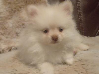 Female Pomeranian puppy for sale in Galway