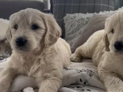 1 Boy/2girls Goldendoodle x Golden Retriever puppies in Donegal