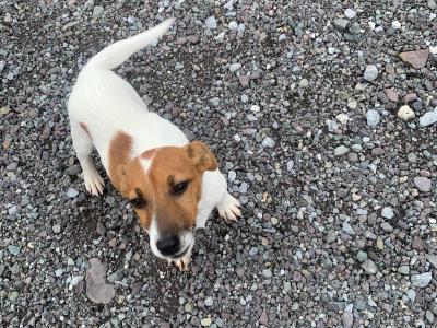 Male Jack Russell puppy in Cork