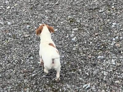 Male Jack Russell puppy in Cork