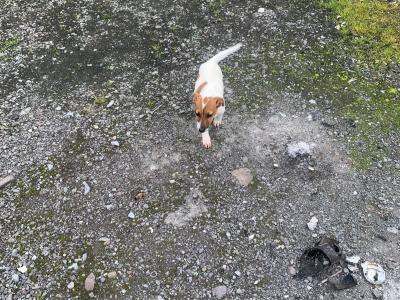 Male Jack Russell puppy in Cork