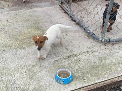 Male Jack Russell puppy in Cork