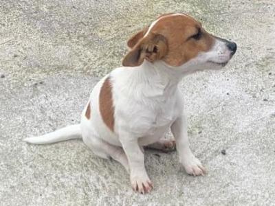 Male Jack Russell puppy in Cork
