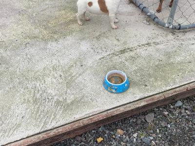 Male Jack Russell puppy in Cork
