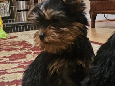 Yorkshire Terrier puppies, IKC Reg. for sale