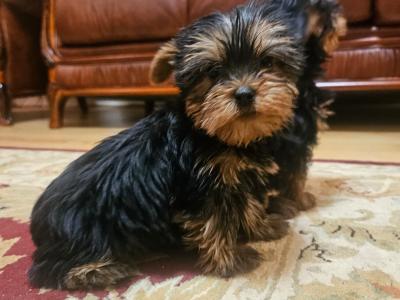 Yorkshire Terrier puppies, IKC Reg. for sale