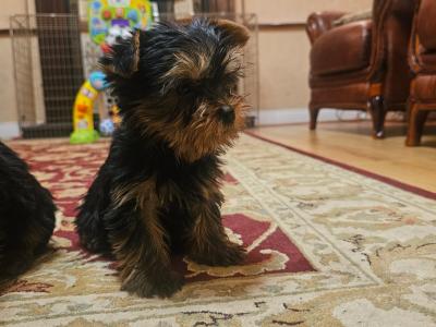 Yorkshire Terrier puppies, IKC Reg. for sale