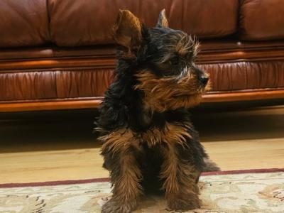 Yorkshire Terrier puppies, IKC Reg. for sale
