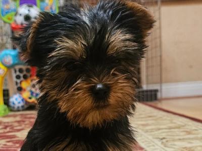 IKC Registered Yorkshire Terrier puppies for sale in Meath