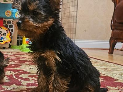 Yorkshire Terrier puppies, IKC Reg. for sale
