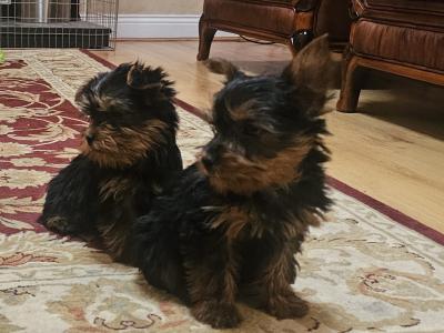 Yorkshire Terrier puppies, IKC Reg. for sale