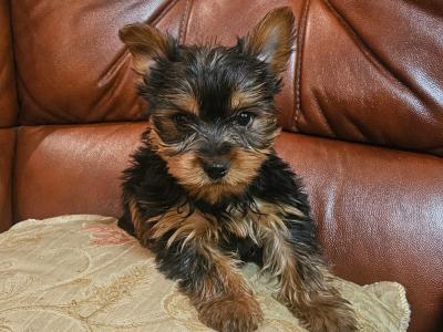 Yorkshire Terrier puppies, IKC Reg. for sale