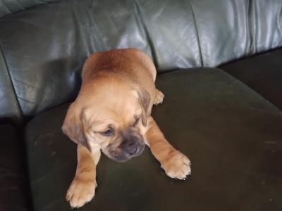 Puggle (Pug x Beagle) puppies in Kilkenny