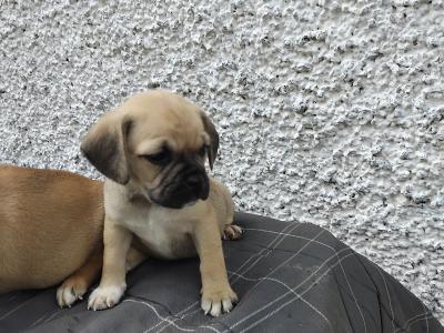 Puggle (Pug x Beagle) puppies in Kilkenny