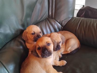 Puggle (Pug x Beagle) puppies in Kilkenny