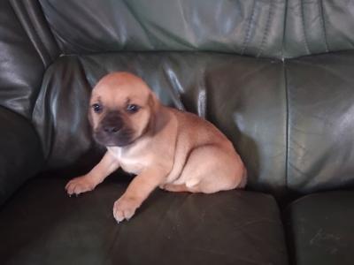 Puggle (Pug x Beagle) puppies in Kilkenny