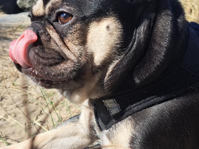 Beautiful male French Bulldog puppy 15 months old in Clare