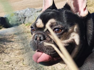 Beautiful male French Bulldog puppy 15 months old in Clare