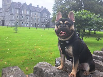 Beautiful male French Bulldog puppy 15 months old in Clare