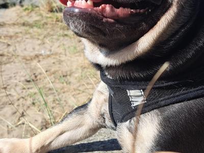 Beautiful male French Bulldog puppy 15 months old in Clare