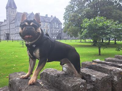 Beautiful male French Bulldog puppy 15 months old in Clare