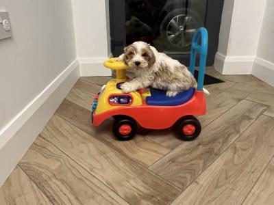 Stunning fully health checked mini cavapoo puppies 🐶🐶