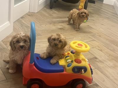 Stunning fully health checked mini cavapoo puppies 🐶🐶