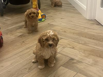 Stunning fully health checked mini cavapoo puppies 🐶🐶